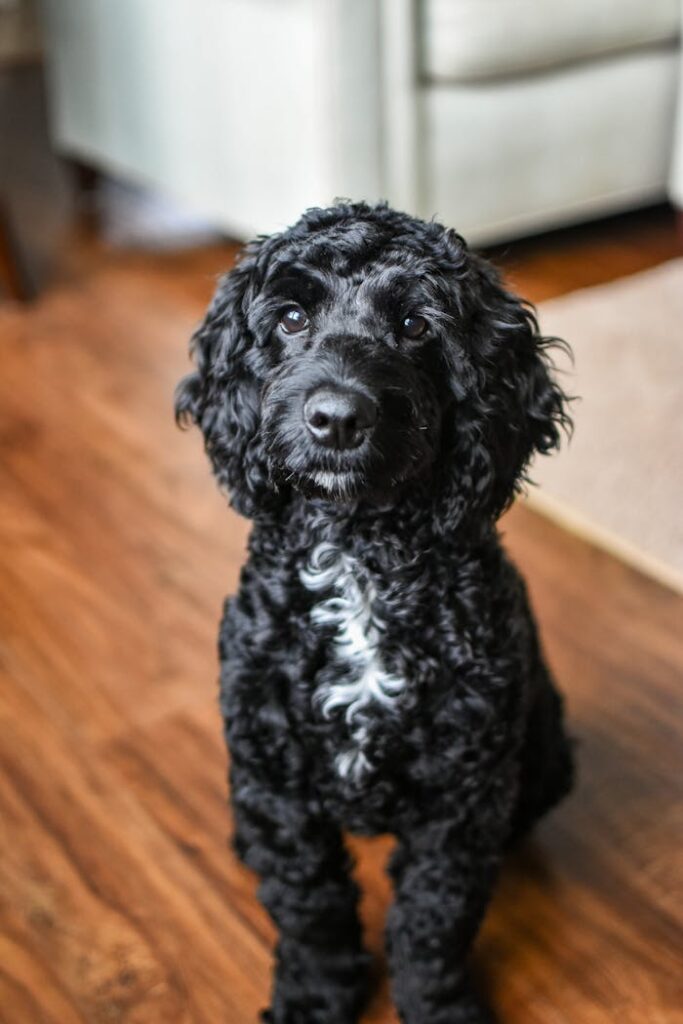 Crafting Captivating Headlines: Your awesome post title goes here Cute black toy poodle with curly fur sitting indoors on a wooden floor.
