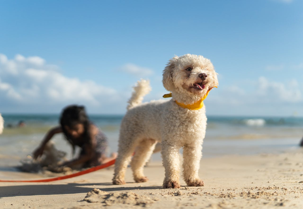 A cheerful toy poodle on a sunny beach in Playa del Carmen, Mexico.