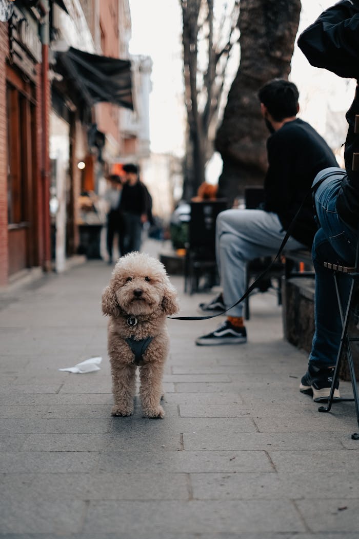 Adorable toy poodle stands on city sidewalk with people in the background, showcasing urban pet life.