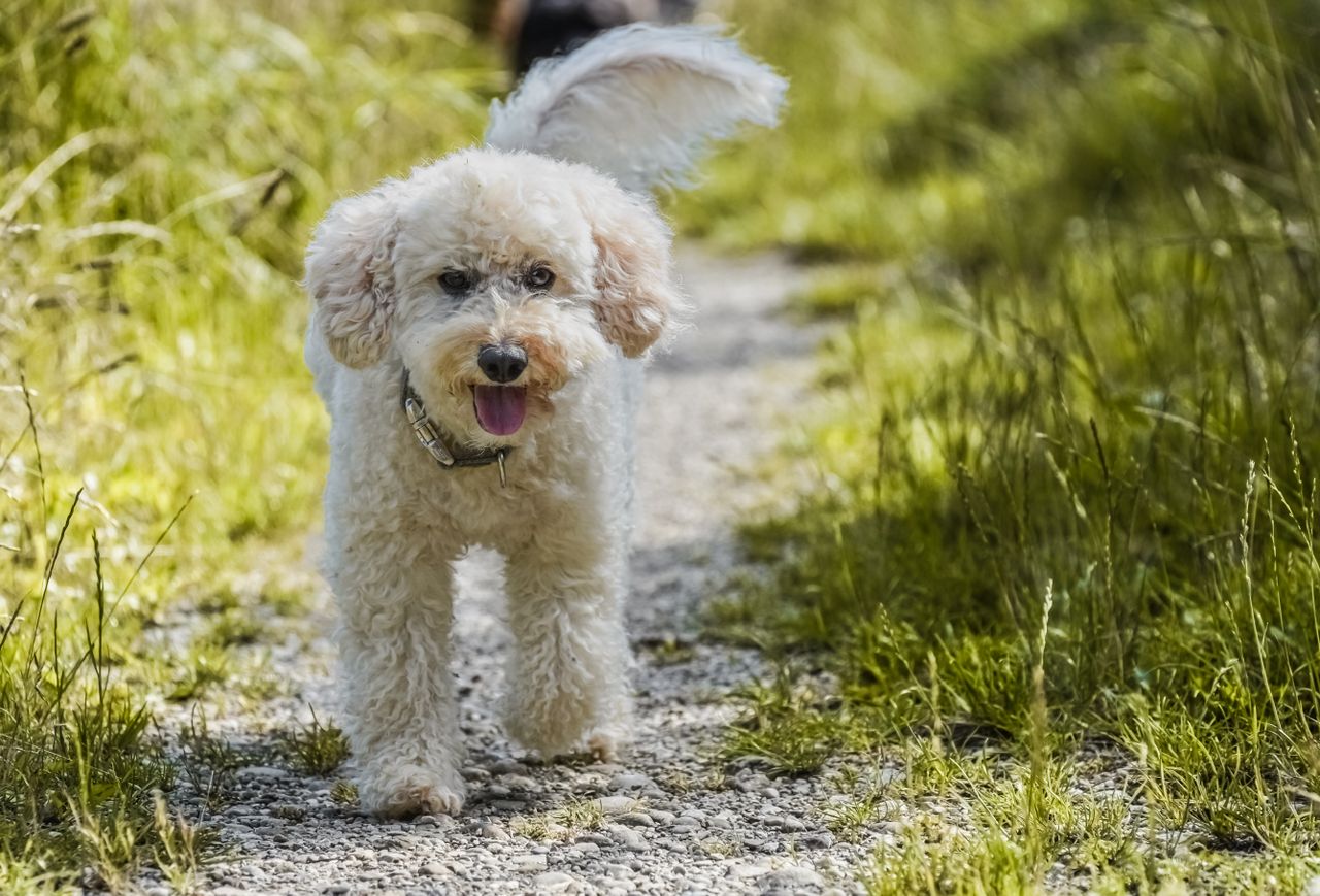 Fluffy white poodle joyfully walking on a sunny summer trail, surrounded by grass.