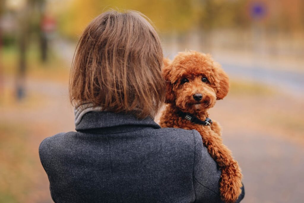 The Art of Drawing Readers In: Your attractive post title goes here Woman holding a cute brown poodle in an autumn park, showcasing warmth and companionship.
