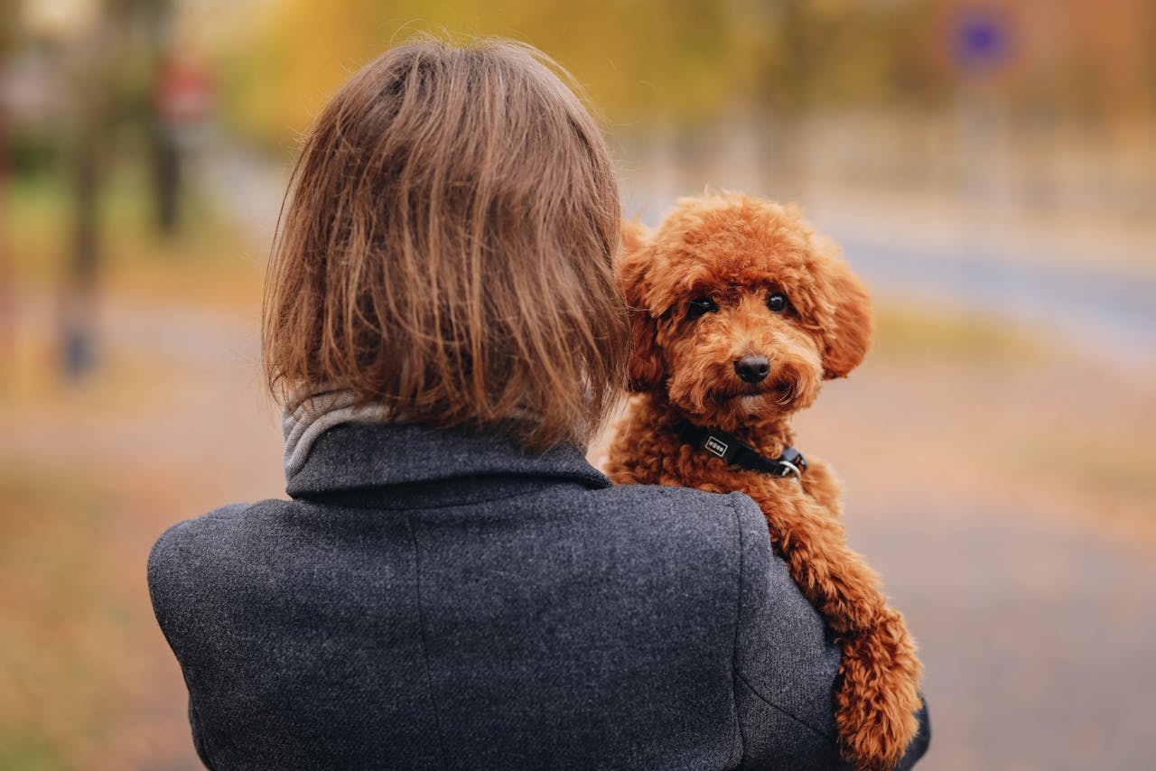 Woman holding a cute brown poodle in an autumn park, showcasing warmth and companionship.