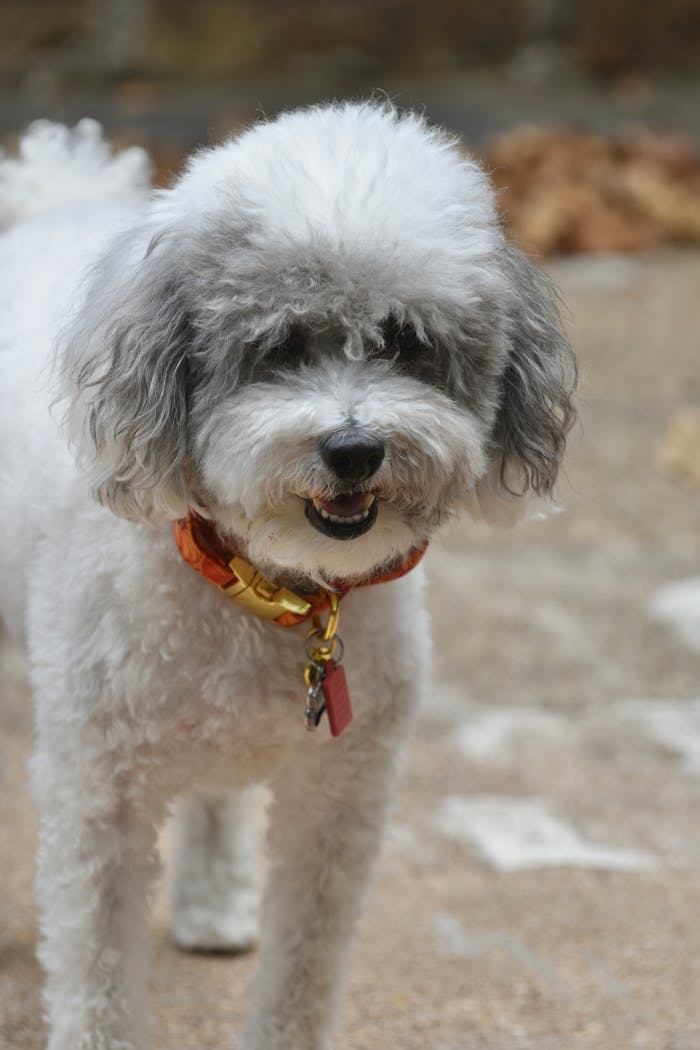 A cute poodle dog wearing a collar, standing on a pavement outdoors.