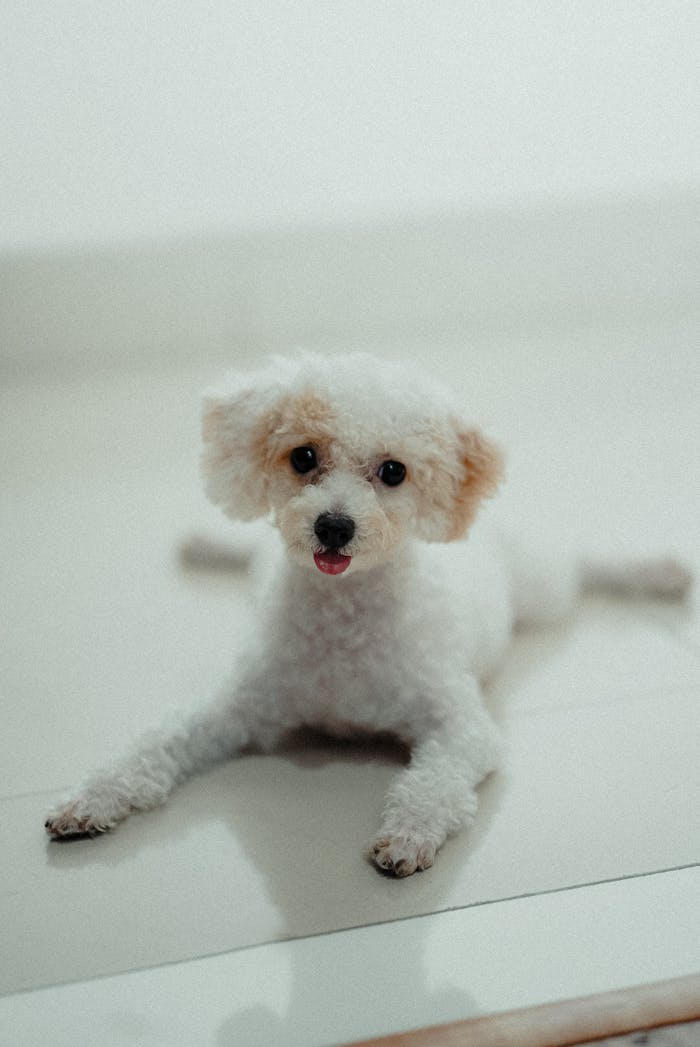 A cute white toy poodle lying on the floor indoors, creating a charming and serene atmosphere.