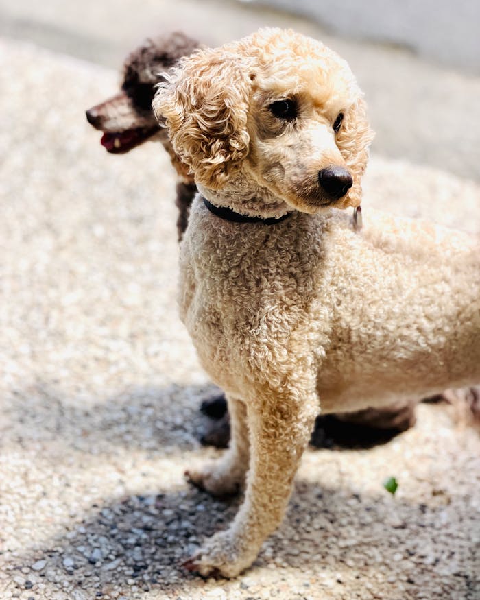 Two poodles standing outdoors, basking in sunny weather. Perfect for pet and outdoor themes.