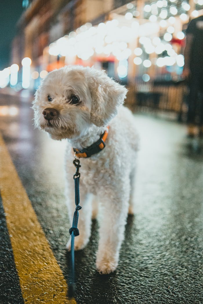 O nas Cute poodle puppy walking on wet city street at night with colorful lights.
